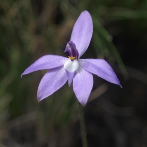 Fire and Orchids ACT Citizen Science Project at Point 5805 - 7 Oct 2017
