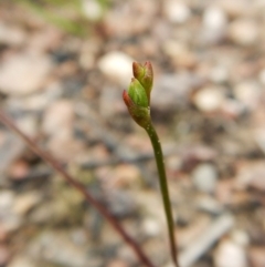 Fire and Orchids ACT Citizen Science Project at Point 3852 - 23 Oct 2016