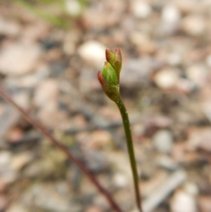 Fire and Orchids ACT Citizen Science Project at Point 3852 - 23 Oct 2016