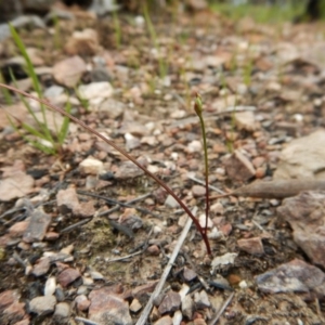 Fire and Orchids ACT Citizen Science Project at Point 3852 - 23 Oct 2016