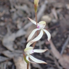 Fire and Orchids ACT Citizen Science Project at Point 5827 - 6 Oct 2016