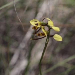 Fire and Orchids ACT Citizen Science Project at Point 4762 - 6 Nov 2016