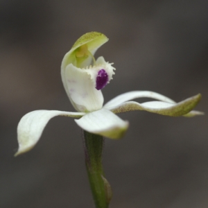 Fire and Orchids ACT Citizen Science Project at Point 5805 - 23 Oct 2021