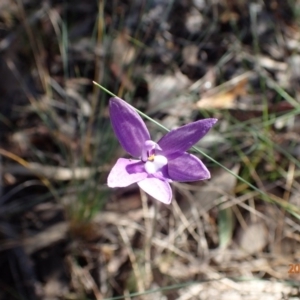 Fire and Orchids ACT Citizen Science Project at Point 5827 - 12 Oct 2015