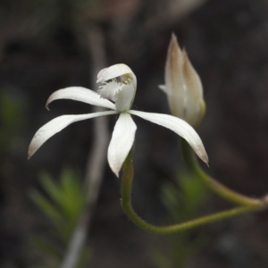 Fire and Orchids ACT Citizen Science Project at Point 5805 - 23 Oct 2021