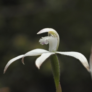 Fire and Orchids ACT Citizen Science Project at Point 5805 - 23 Oct 2021