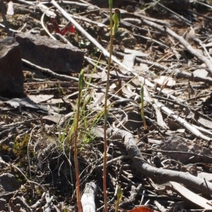 Fire and Orchids ACT Citizen Science Project at Point 5805 - 13 Feb 2016