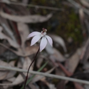 Fire and Orchids ACT Citizen Science Project at Point 85 - 24 Sep 2016