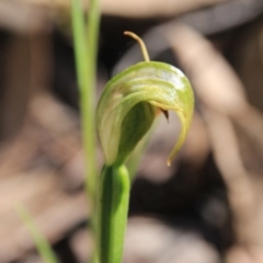 Fire and Orchids ACT Citizen Science Project at Point 5078 - 13 Oct 2016