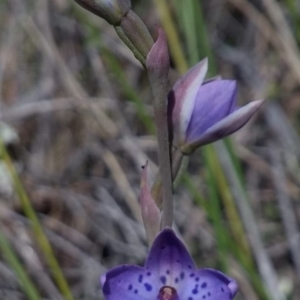 Fire and Orchids ACT Citizen Science Project at Point 3131 - 3 Nov 2016