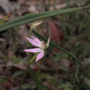 Fire and Orchids ACT Citizen Science Project at Point 5204 - 7 Oct 2016