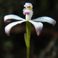 Fire and Orchids ACT Citizen Science Project at Point 5803 - 10 Oct 2015