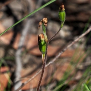 Fire and Orchids ACT Citizen Science Project at Point 5805 - 7 Nov 2015