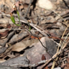 Fire and Orchids ACT Citizen Science Project at Point 5805 - 7 Nov 2015