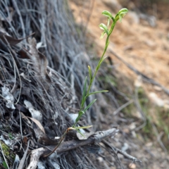 Fire and Orchids ACT Citizen Science Project at Point 5821 - 22 Sep 2019