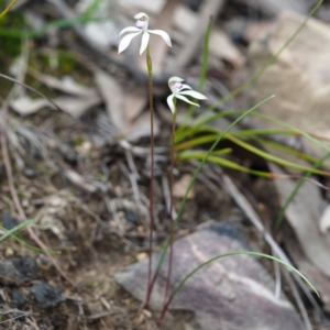 Fire and Orchids ACT Citizen Science Project at Point 5805 - 5 Oct 2019