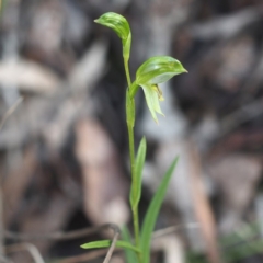 Fire and Orchids ACT Citizen Science Project at Point 5821 - 7 Sep 2017