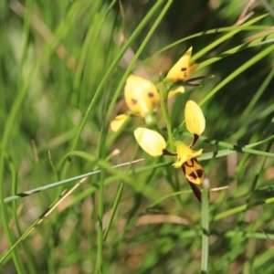 Fire and Orchids ACT Citizen Science Project at Point 5154 - 29 Oct 2015