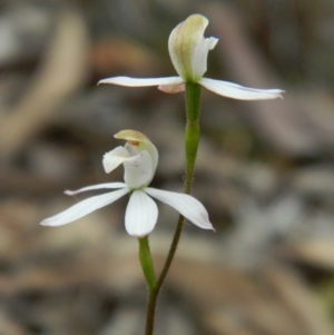 Fire and Orchids ACT Citizen Science Project at Point 5830 - 18 Oct 2015