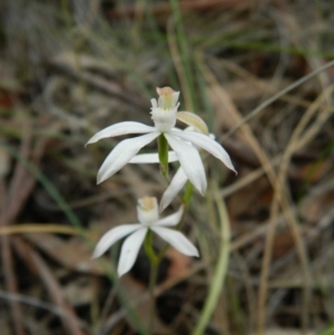 Fire and Orchids ACT Citizen Science Project at Point 5830 - 18 Oct 2015