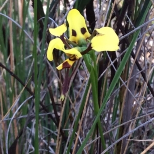 Fire and Orchids ACT Citizen Science Project at Point 63 - 18 Oct 2015