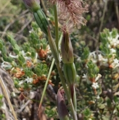 Fire and Orchids ACT Citizen Science Project at Point 5803 - 4 Nov 2016