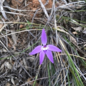 Fire and Orchids ACT Citizen Science Project at Point 4338 - 9 Oct 2016