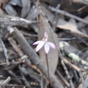 Fire and Orchids ACT Citizen Science Project at Point 4010 - 25 Sep 2016