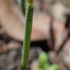 Fire and Orchids ACT Citizen Science Project at Point 5827 - 6 Oct 2016