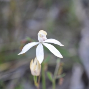 Fire and Orchids ACT Citizen Science Project at Point 4081 - 6 Nov 2016