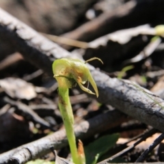 Fire and Orchids ACT Citizen Science Project at Point 5078 - 28 Sep 2016