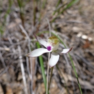 Fire and Orchids ACT Citizen Science Project at Point 112 - 15 Oct 2016