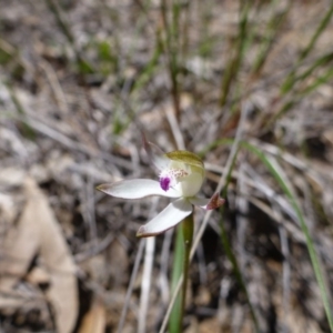 Fire and Orchids ACT Citizen Science Project at Point 112 - 15 Oct 2016