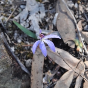 Fire and Orchids ACT Citizen Science Project at Point 4010 - 25 Sep 2016