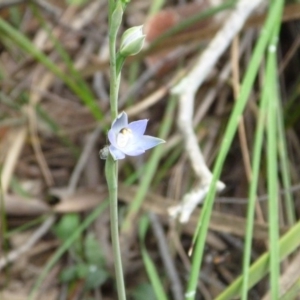 Fire and Orchids ACT Citizen Science Project at Point 4081 - 17 Oct 2015
