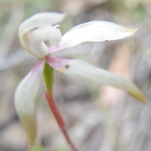 Fire and Orchids ACT Citizen Science Project at Point 5816 - 8 Nov 2016