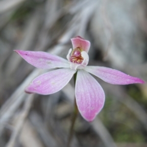 Fire and Orchids ACT Citizen Science Project at Point 5832 - 6 Oct 2016