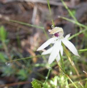 Fire and Orchids ACT Citizen Science Project at Point 5807 - 10 Nov 2016