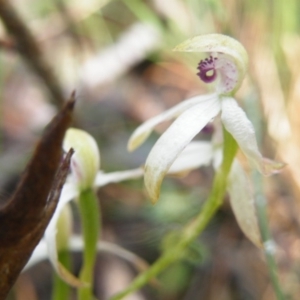 Fire and Orchids ACT Citizen Science Project at Point 5807 - 10 Nov 2016