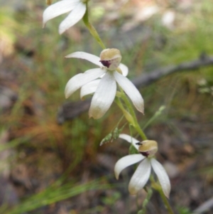 Fire and Orchids ACT Citizen Science Project at Point 5807 - 10 Nov 2016