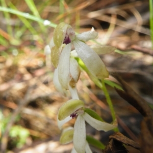 Fire and Orchids ACT Citizen Science Project at Point 5807 - 10 Nov 2016