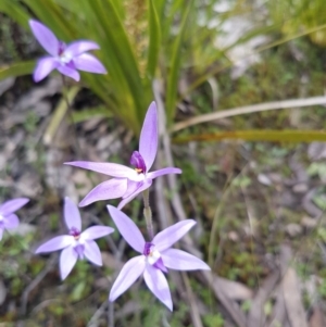 Fire and Orchids ACT Citizen Science Project at Point 4526 - 12 Oct 2016