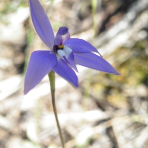 Fire and Orchids ACT Citizen Science Project at Point 5816 - 28 Sep 2016