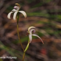 Fire and Orchids ACT Citizen Science Project at Point 5058 - 25 Sep 2016