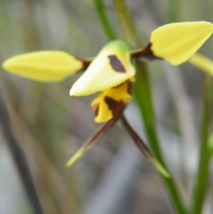 Fire and Orchids ACT Citizen Science Project at Point 57 - 8 Nov 2016