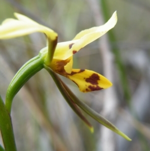 Fire and Orchids ACT Citizen Science Project at Point 57 - 8 Nov 2016