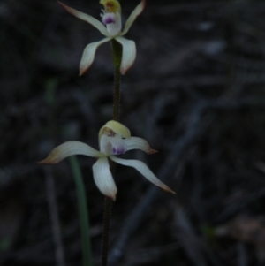 Fire and Orchids ACT Citizen Science Project at Point 5816 - 27 Sep 2016