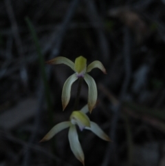 Fire and Orchids ACT Citizen Science Project at Point 5816 - 27 Sep 2016