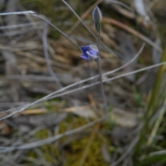 Fire and Orchids ACT Citizen Science Project at Point 57 - 8 Nov 2016