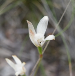 Fire and Orchids ACT Citizen Science Project at Point 5816 - 8 Nov 2016